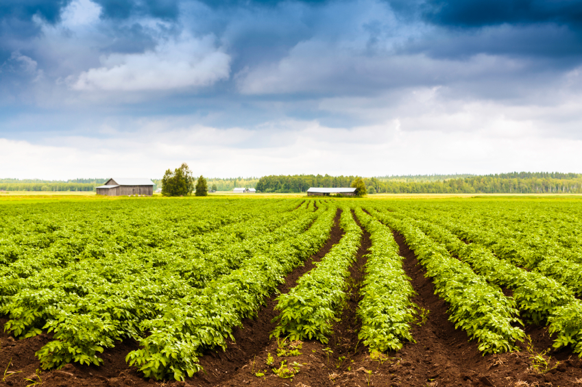 Potato Fields Forever