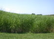 Miscanthus