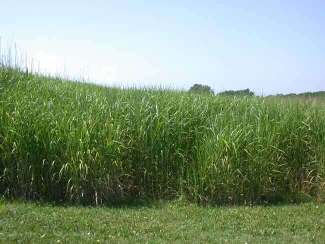 Miscanthus